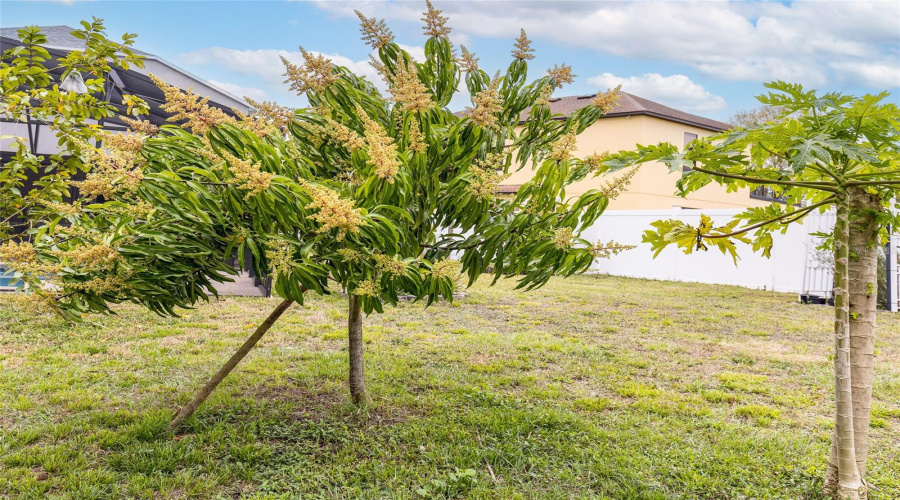 Tropical Trees - Longan Tree