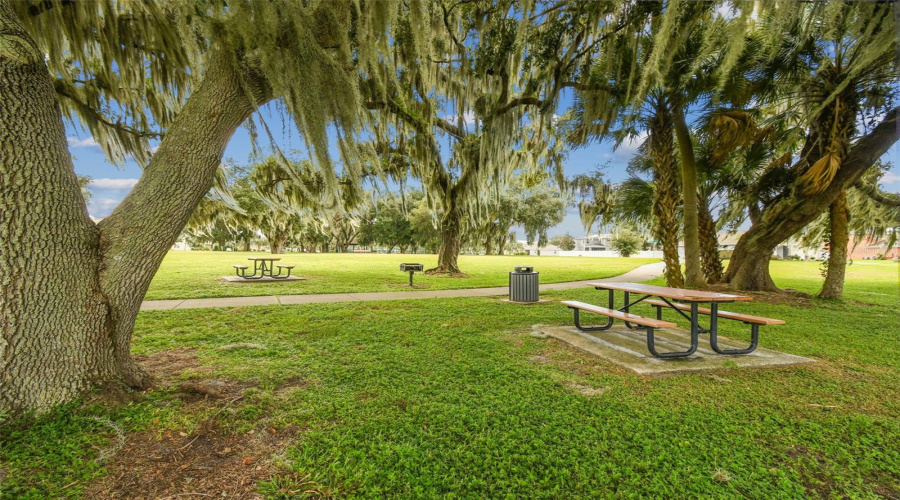 OAK TREES