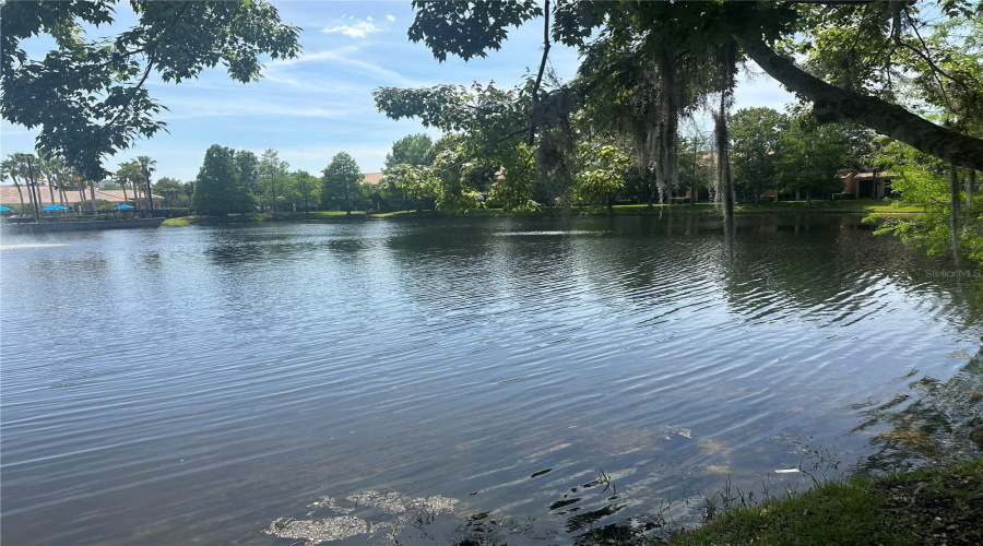 Pond
