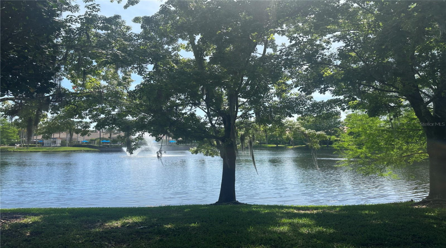 Pond