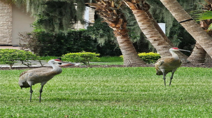 Wildlife