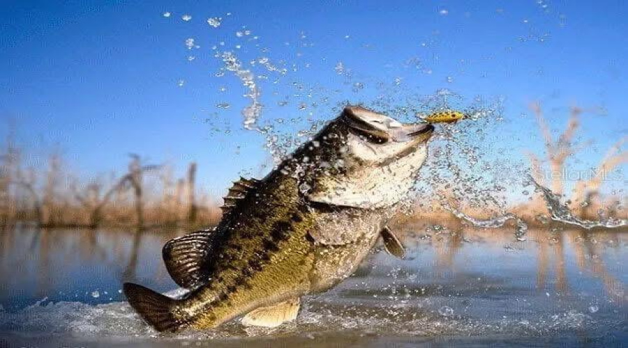 Lake Tohopekaliga is world renowned for its large mouth Bass fishing