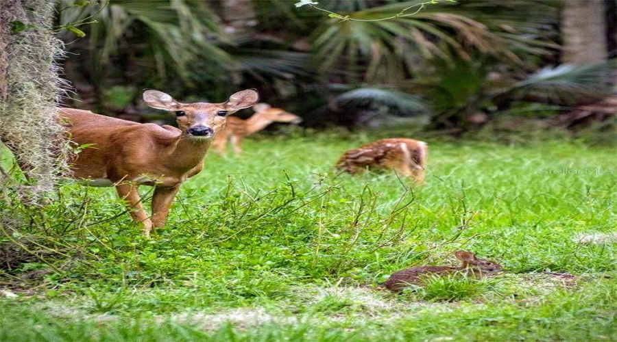 CELEBRATION, Florida 34747, 3 Bedrooms Bedrooms, ,2 BathroomsBathrooms,Residential,For Sale,WATERSIDE,0,MFRO6356564
