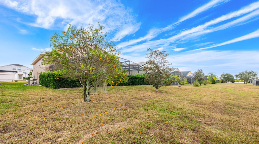 A fruit tree in the backyard offers your own taste of fresh Florida citrus.
