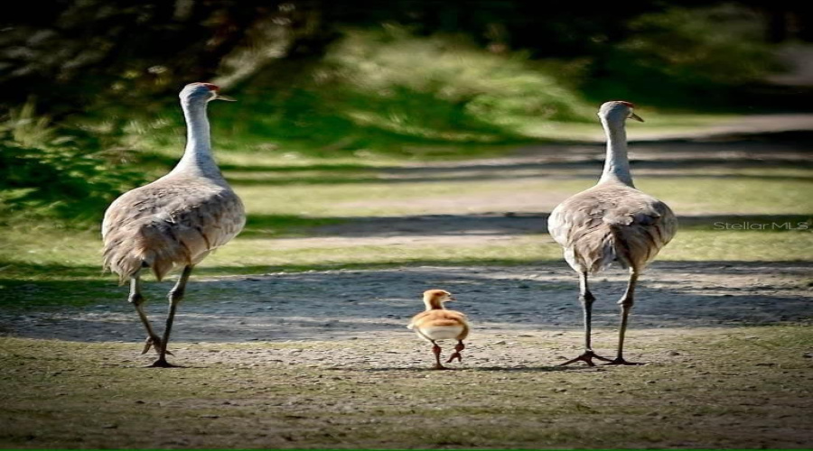 DWO Sandhill Crane Family