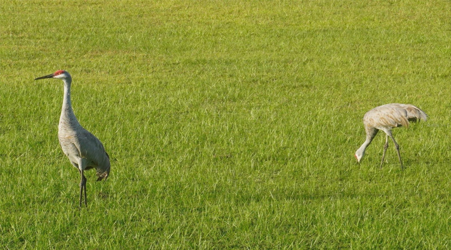 DAVENPORT, Florida 33896, 4 Bedrooms Bedrooms, ,2 BathroomsBathrooms,Residential,For Sale,YORKSHIRE,0,MFRO6380318