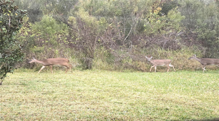 KISSIMMEE, Florida 34746, 4 Bedrooms Bedrooms, ,3 BathroomsBathrooms,Residential,For Sale,SEVEN CANYONS,0,MFRO6385428