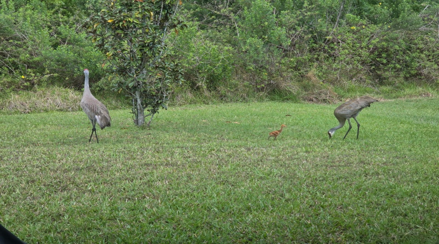 KISSIMMEE, Florida 34746, 4 Bedrooms Bedrooms, ,3 BathroomsBathrooms,Residential,For Sale,SEVEN CANYONS,0,MFRO6385428