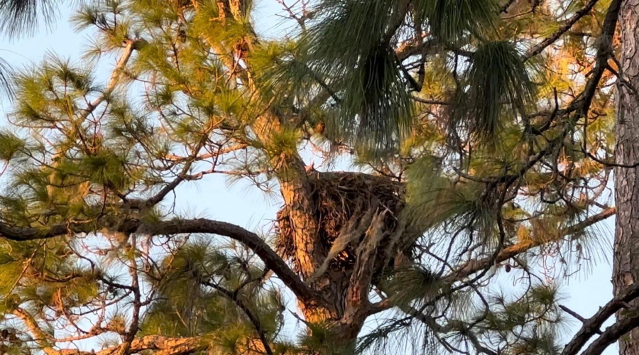 DAVENPORT, Florida 33837, 4 Bedrooms Bedrooms, ,3 BathroomsBathrooms,Residential,For Sale,BRUNSWICK,0,MFRO6391151