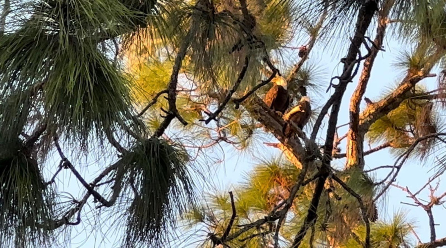 DAVENPORT, Florida 33837, 4 Bedrooms Bedrooms, ,3 BathroomsBathrooms,Residential,For Sale,BRUNSWICK,0,MFRO6391151