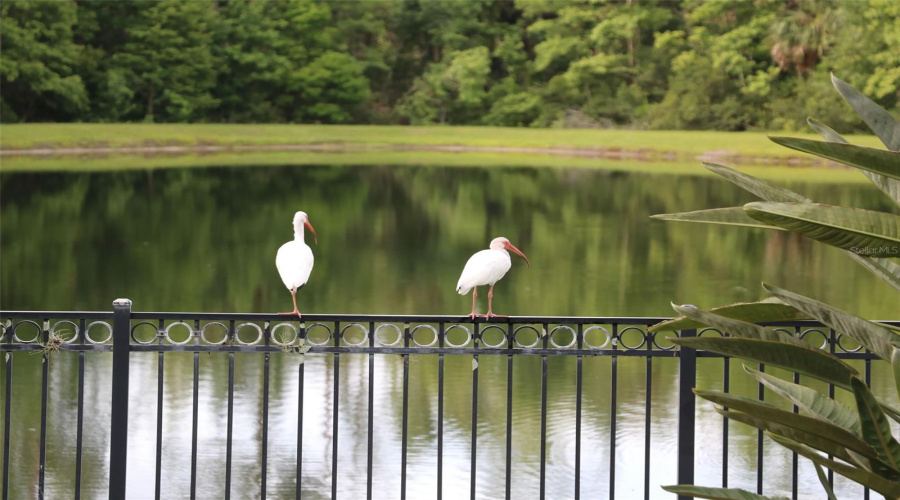 CELEBRATION, Florida 34747, 6 Bedrooms Bedrooms, ,6 BathroomsBathrooms,Residential,For Sale,ACADIA TERRACE,0,MFRO6330727