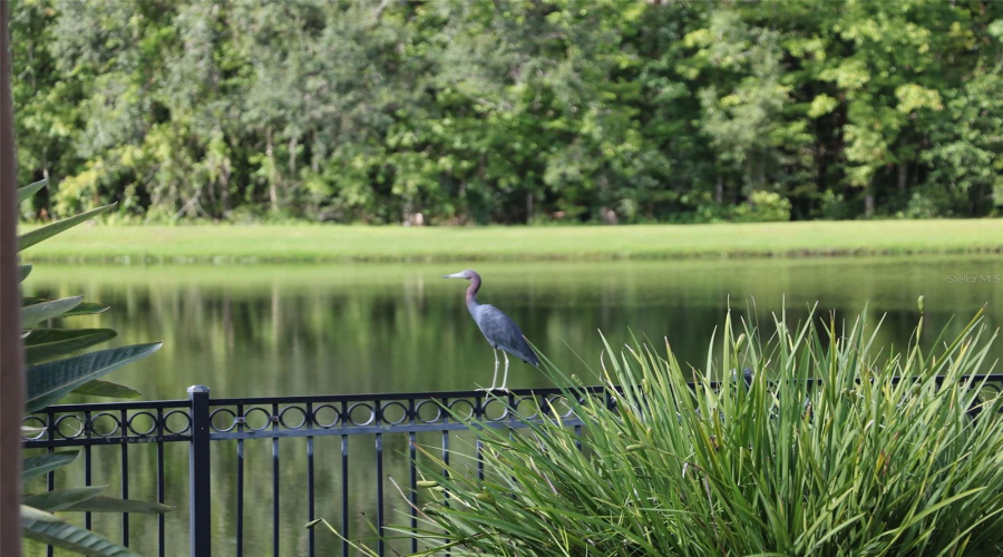 CELEBRATION, Florida 34747, 6 Bedrooms Bedrooms, ,6 BathroomsBathrooms,Residential,For Sale,ACADIA TERRACE,0,MFRO6330727