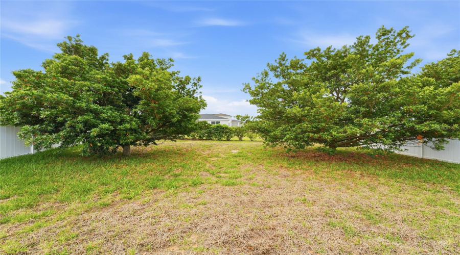 Large Backyard with full trees