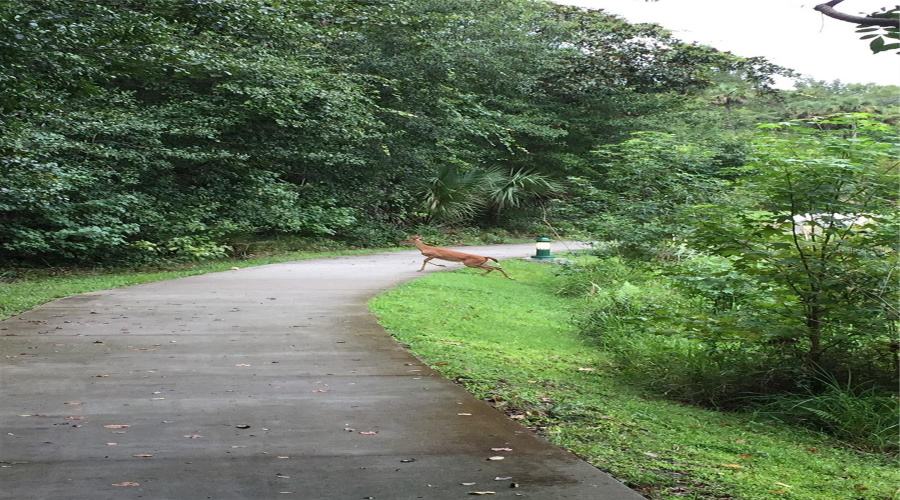 Artisan Park Walking Trail