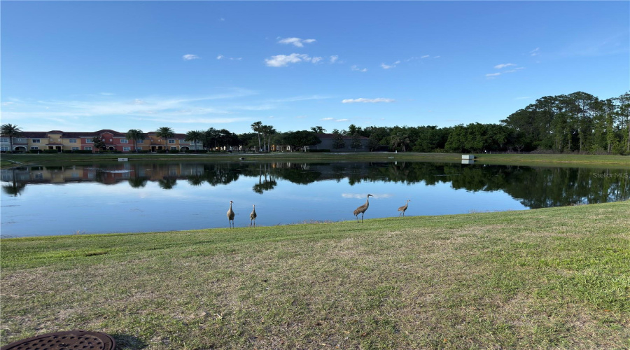 KISSIMMEE, Florida 34747, 5 Bedrooms Bedrooms, ,5 BathroomsBathrooms,Residential,For Sale,BUCCANEER PALM,0,MFRO6402181