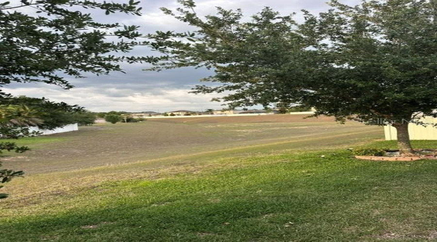 Backyard2