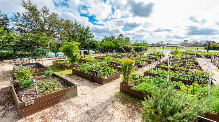 The Community garden
