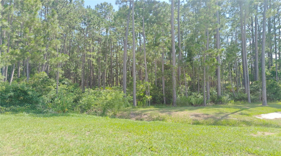 pine trees across the street from front yard