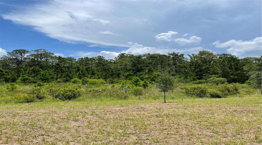 Conservation Area