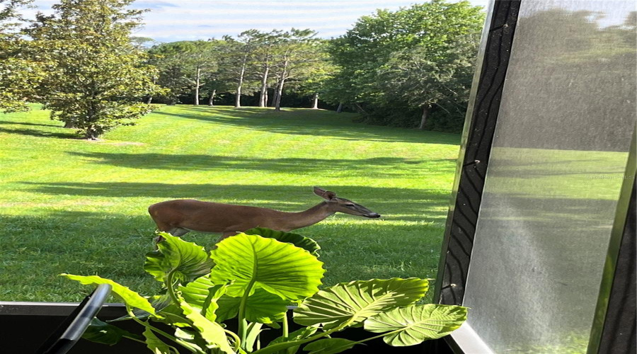 Taken From Screened Patio