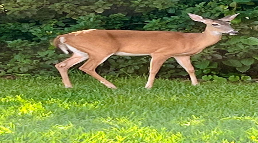Taken From Dining Room Window