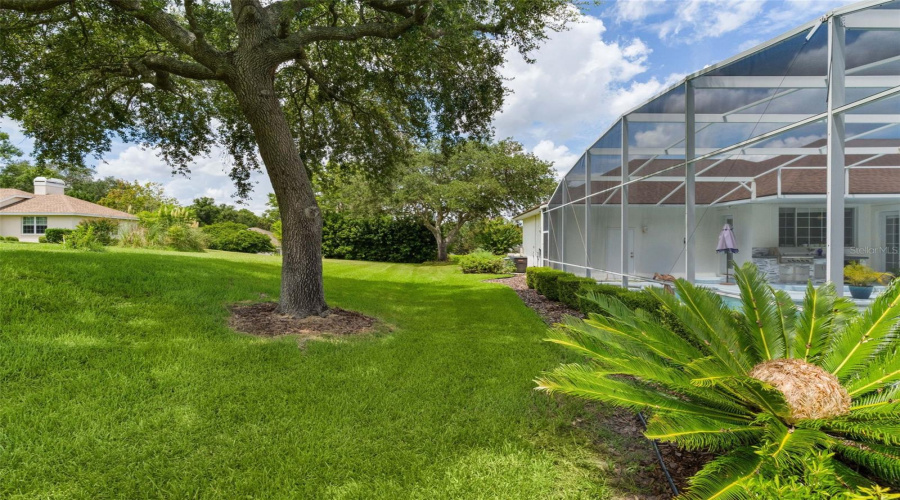 Backyard