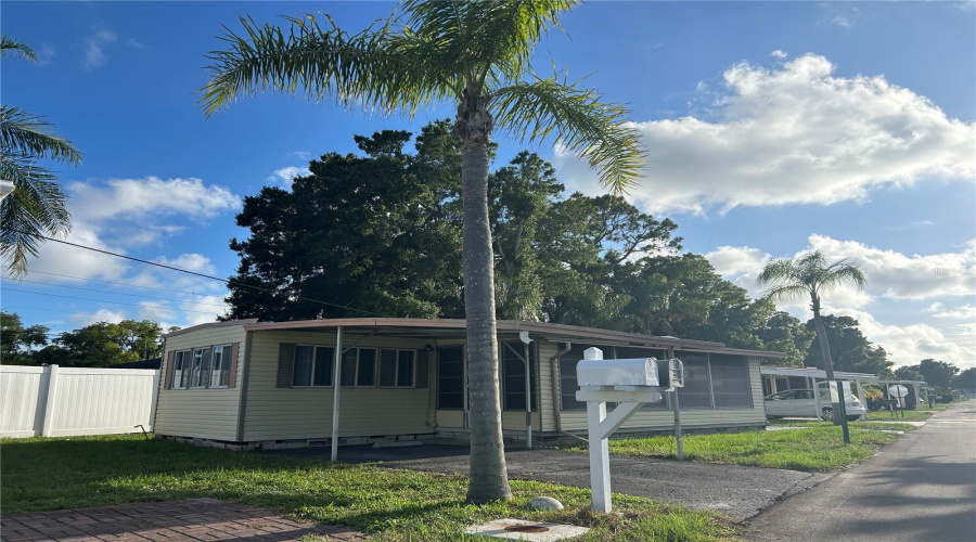 Beautiful Palm Trees Out Front