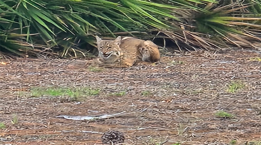 One Of A Few Of The &Quot;Locals&Quot; That Live In Rolls Landing!