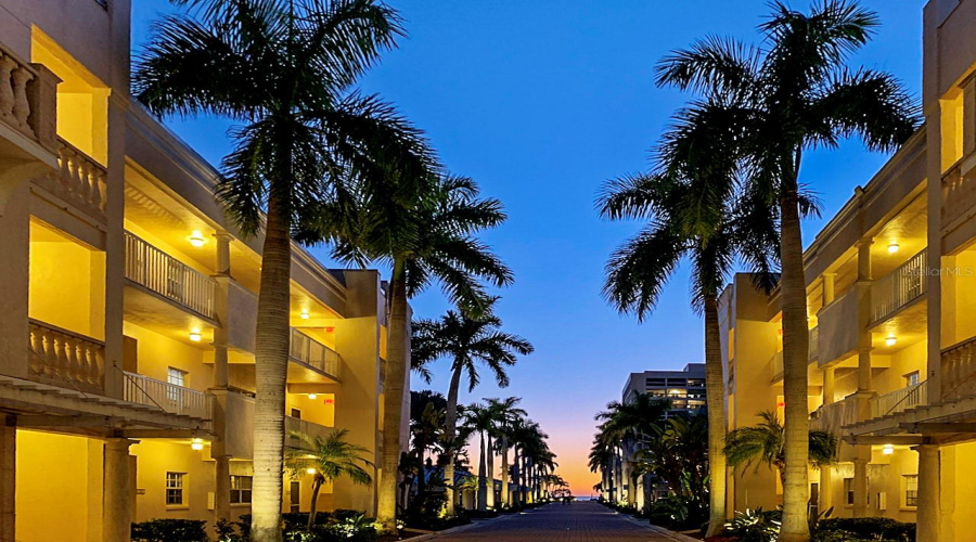 Row Of Palms And Club Units Leading To The Beach Tower