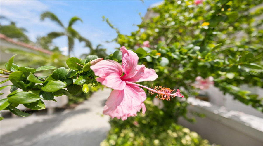 Venice, Florida 34285, 2 Bedroom Bedrooms, ,2 Bathroombathrooms,Residential,For Sale,Nokomis,0,Mfra4703408