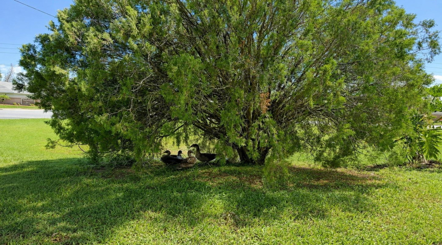 Kissimmee, Florida 34741, 3 Bedroom Bedrooms, ,2 Bathroombathrooms,Residential,For Sale,Green Meadow,0,Mfro6436317