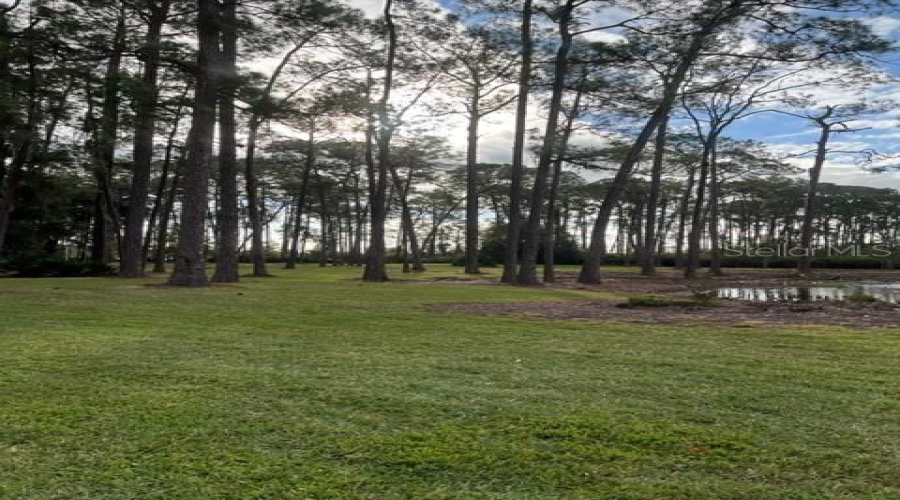 Woods
