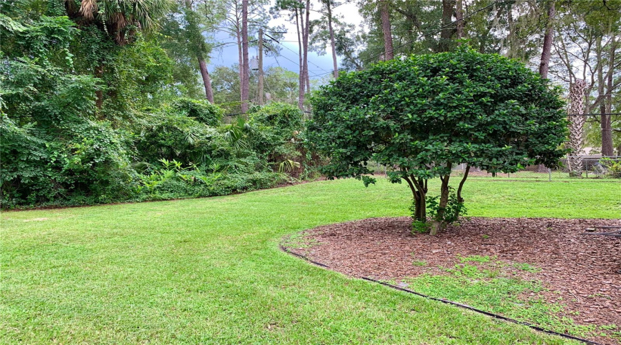 Backyard