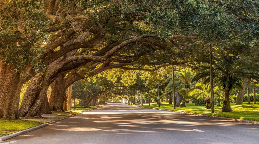 Banyan Trees On Venice Avenue