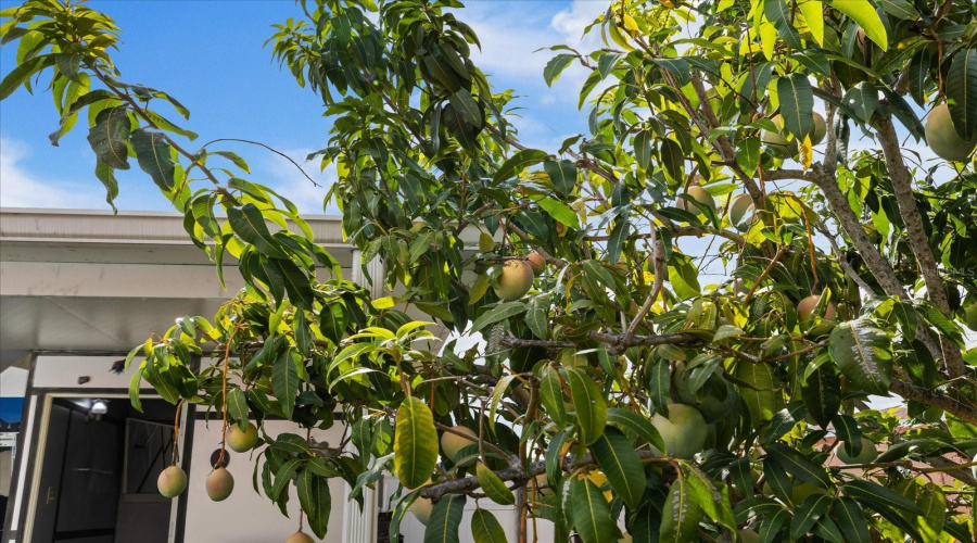 Mango Tree