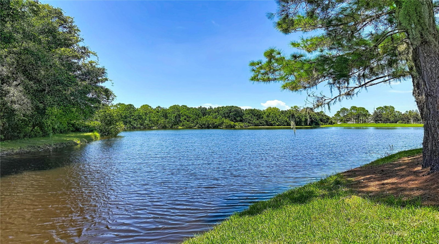 Trinity, Florida 34655, 2 Bedroom Bedrooms, ,2 Bathroombathrooms,Residential,For Sale,Morning Rose,0,Mfrtb8535097