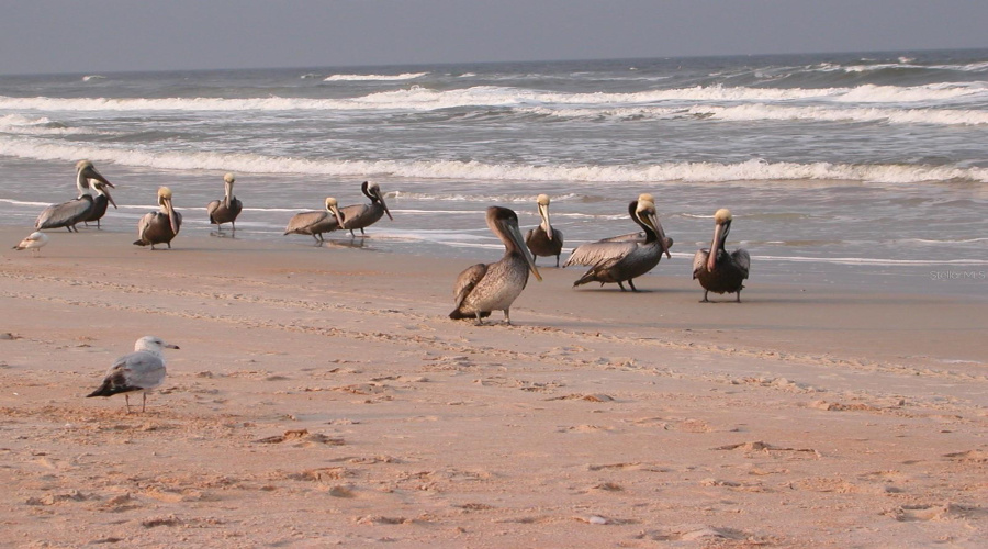 Flagler Beach, Florida 32136, 2 Bedroom Bedrooms, ,2 Bathroombathrooms,Residential,For Sale,Central,0,Mfrfc311669