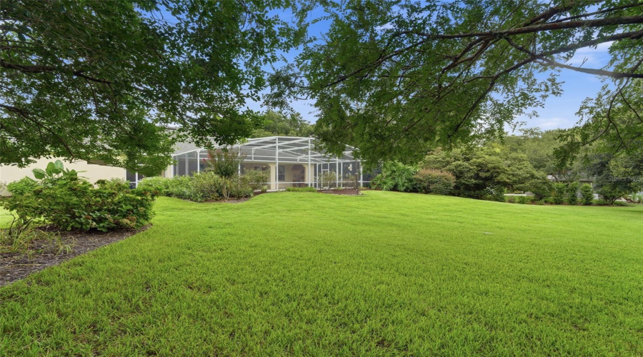 Back Yard