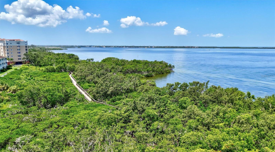 Nature Walkway Through The Lush Mangroves