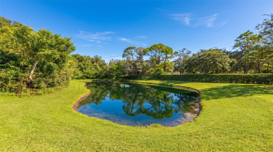 View Of Pond