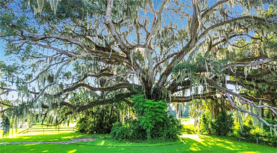 Inverness, Florida 34453, 3 Bedroom Bedrooms, ,2 Bathroombathrooms,Residential,For Sale,Timucuan,0,Mfrs5117720