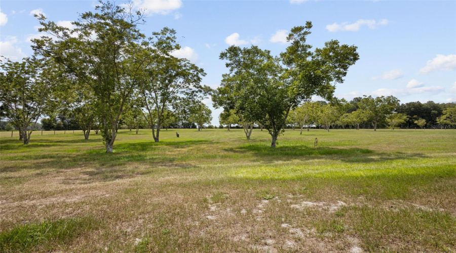 Pecan And Pear Trees