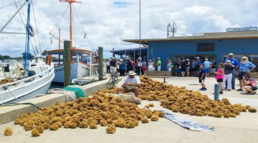 Close To Tarpon Springs Sponge Docks
