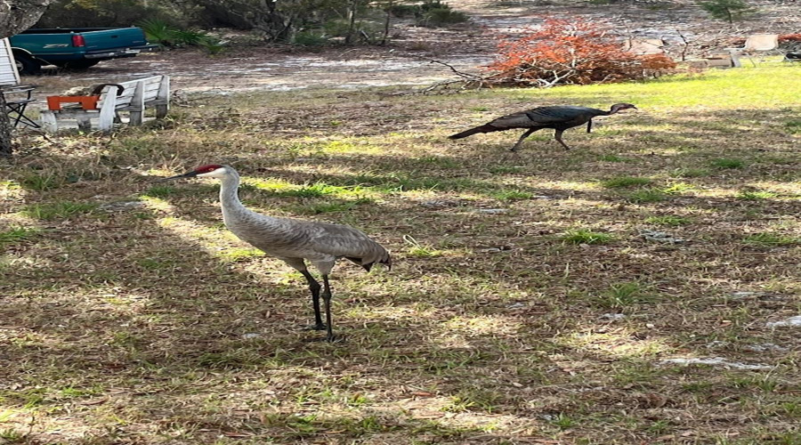 Wildlife