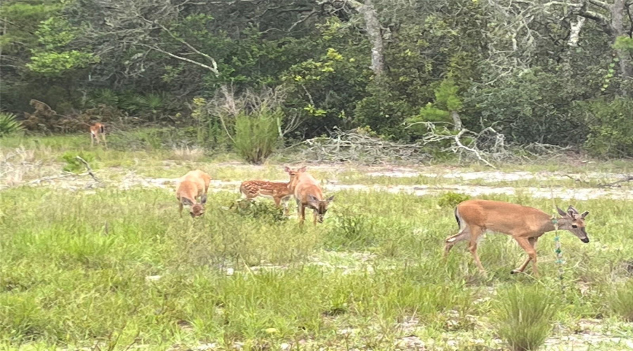 Wildlife Abounds!