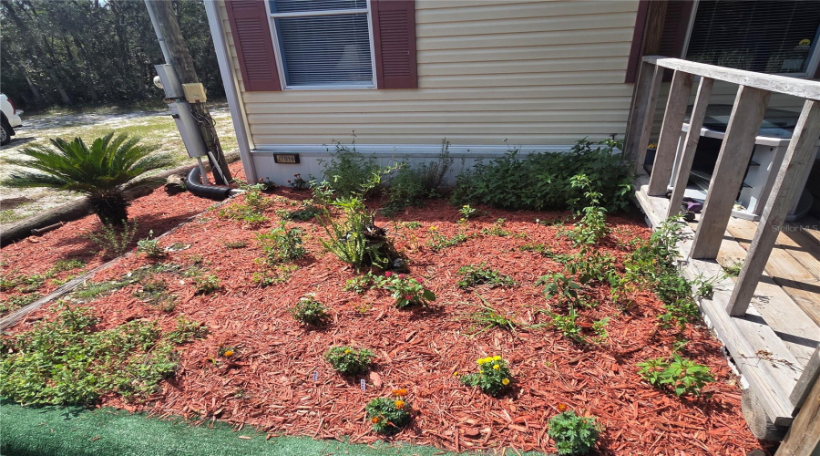 Butterfly Garden