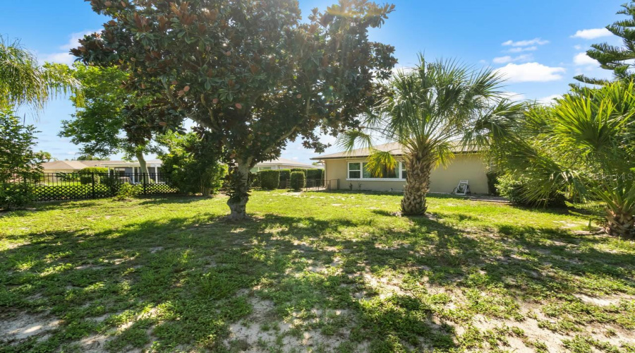 Backyard And Keylime Tree