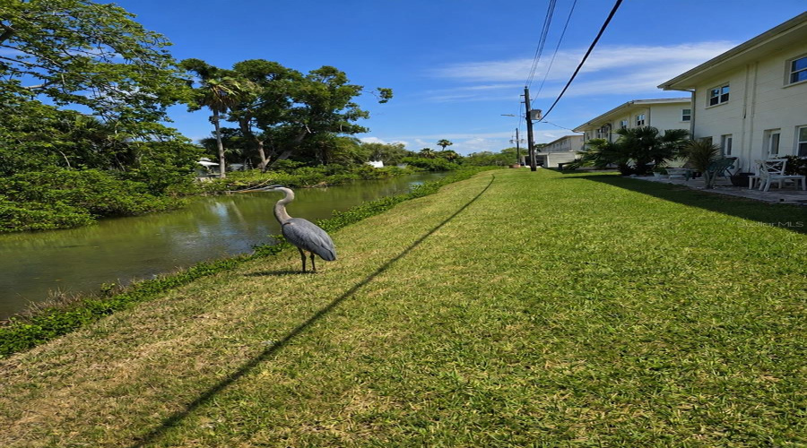 Blue Herons Come To Visit