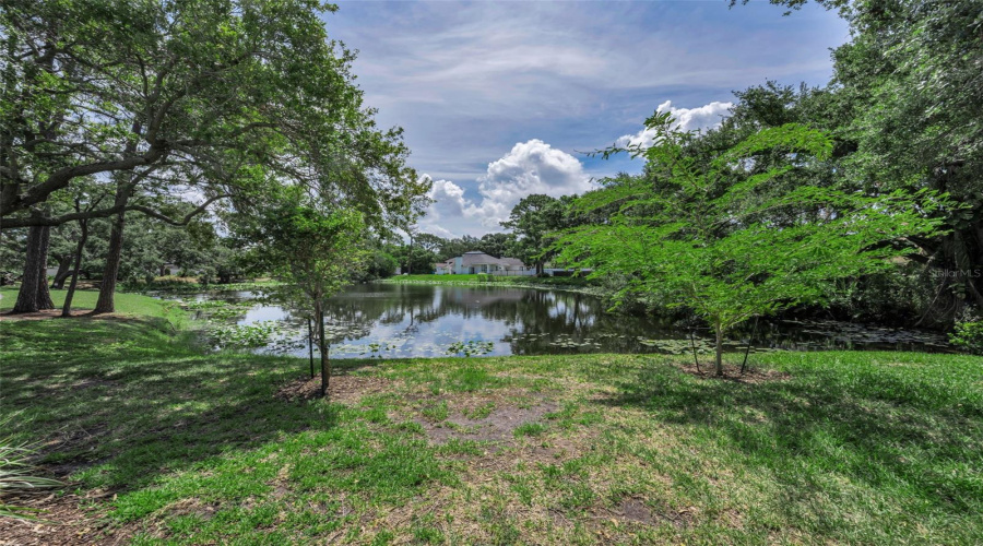 View From The Back Yard.