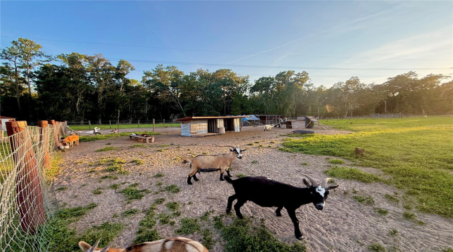 Brooksville, Florida 34601, 5 Bedroom Bedrooms, ,3 Bathroombathrooms,Residential,For Sale,Ladyhawk,0,Mfrtb8540624